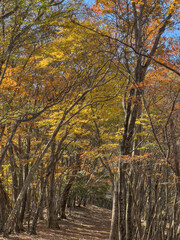 autumn in the forest