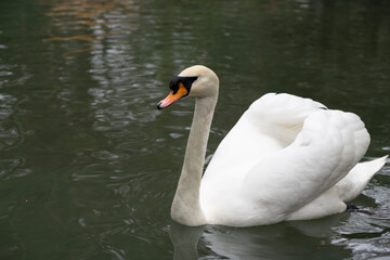 Naklejka premium White Swan on the Lake. Mute Swan (Cygnus olor) gliding across the Lake at sunset.