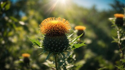 Rugged Beauty: Bull Thistle Flowers in the Wild
