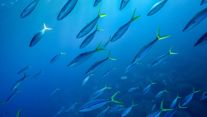 ツムブリ01_御蔵島_20231027