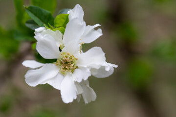 Exochorda grandiflora grows and blooms in the garden in summer
