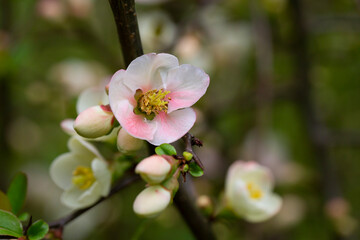 Close up many delicate white blossoms of white Chaenomeles japonica shrub, commonly known as Japanese or Maule's quince