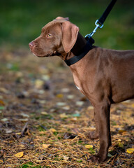 dark brown pitbull in the forest