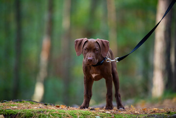 portrait of a puppy in the forest
