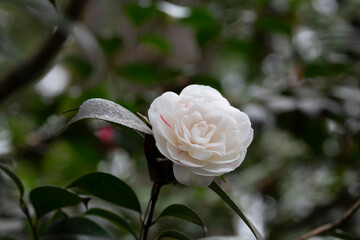 White camellia flowers on the background of dark green leaves in the garden, selective focus