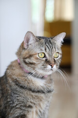 Adult Tabby Cat