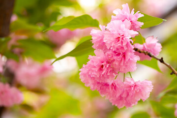 Sakura. Cherry blossom, branches with flowers sway in the wind. Pink flowers of the sakura tree. Spring landscape with flowering trees. Beautiful nature on a sunny day.