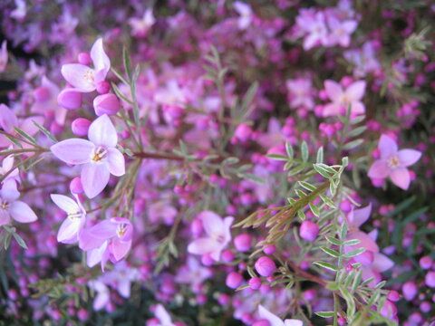 ピンクのボロニアの花