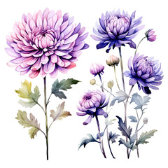 Fototapeta na wymiar Set of lavender floral watecolor. flowers and leaves. Floral poster, invitation floral. Vector arrangements for greeting card or invitation design