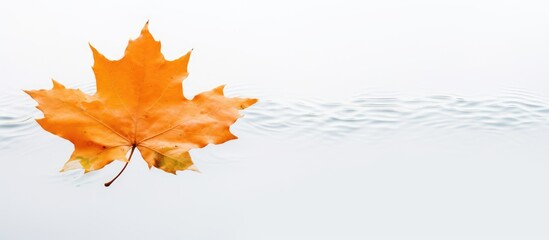 Autumn leaf on water with white background Simple idea Natural concept
