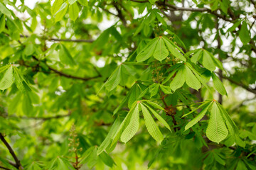 Chestnut with spring green leaves. Chestnut tree close up. Seasonal natural foliage background.