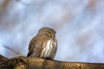 Eurasian pygmy owl sitting on a tree branch in spring day