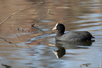 Eurasian coot swims on the lake. Close-up