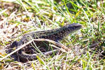 small green lizard in the grass