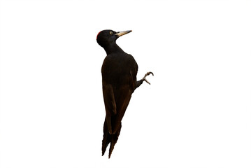 Black Woodpecker isolated on white background (Dryocopus martius) Bird isolated