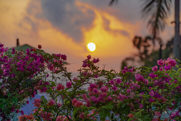 Sun is rising with red flower on foreground
