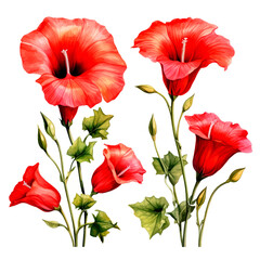 Obraz premium Vector set of red flowers. Floral poster, invitation floral. Vector arrangements for greeting card or invitation design