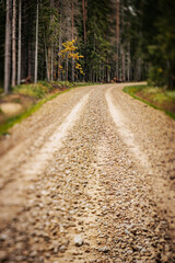 Fototapeta na wymiar Tranquil Autumn Journey Through Woodland. Tranquil woodland path through autumn forest, journey into rural countryside. Grated forest road