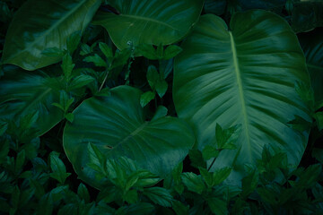 Tropical palm leaves and plants on dark background
