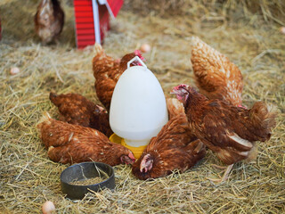 Chicken. Soft focus of free range chicken farming. They are sleeping around the water feeder.