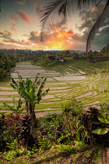 Rice terraces in the evening light. Beautiful green rice terraces overlooking the countryside. View...