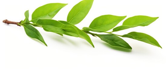 Fototapeta premium Isolated green tea leaf on white background