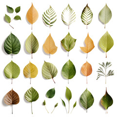 Fototapeta na wymiar set of leaves on transparent background PNG
