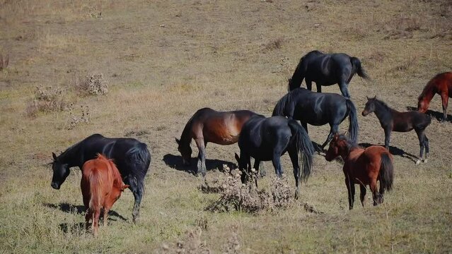 Wild horses graze in the mountains. High quality FullHD footage