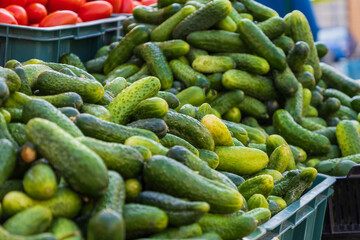 Healthy vegetables. Small pickled cucumbers - picklers on the counter for sale. Vegetable market.