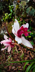 The white cymbidium orchid plant