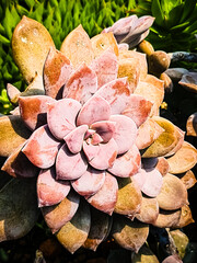 The succulent in the garden