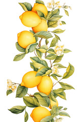 Vintage botanical illustration of lemons on a branch png.
