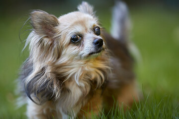 Portrait of chihuahua on blurred background in garden