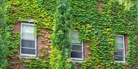Fototapeta na wymiar House wall covered with grape ivy, Boston, MA, USA