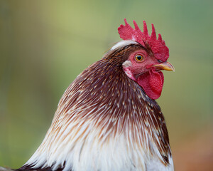 Close up head portrait of white brown 