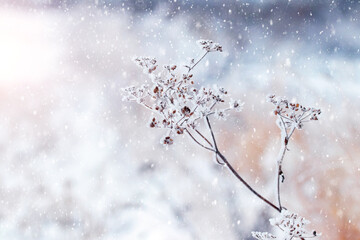 A snow-covered branch of a dry plant in a meadow during a snowfall