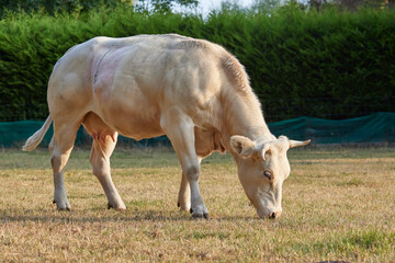 White cow graze on meadow