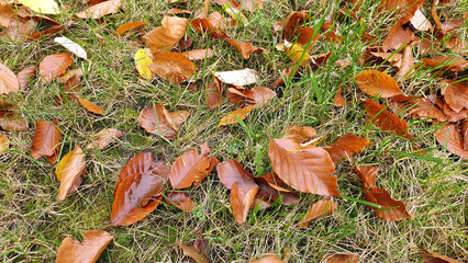 Autumn in the forest. Different colors of leaves.