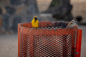 Adult male yellow weaver bird and male house sparrow perched on rubbish bin, Tamarin, Mauritius