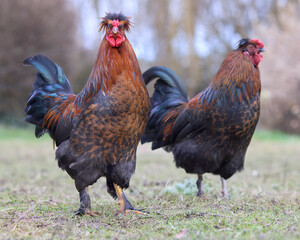 Two red roosters free range in garden 