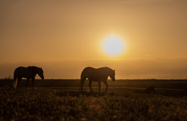 Wild Horses at Sunset in the Utah Desert