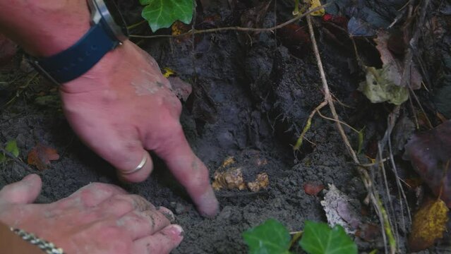 Unearthing white truffle in woods 4k 50fps