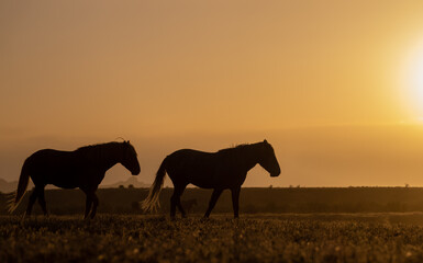 Wild Horses at Sunset in the Utah Desert