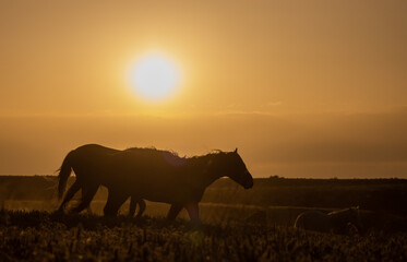 Wild Horses at Sunset in the Utah Desert