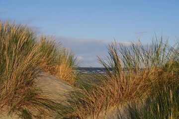 Strandgras wächst auf Dünen neben dem Wanderweg der holländischen Nordseeinsel Schiermonnikoog. Dahinter brandet die Nordsee an den Oststrand.