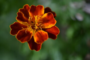 Obraz premium French Marigold flower (tagete patula 