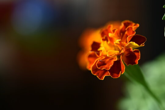 French Marigold Flower (tagete Patula 