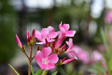 close-up small flowers