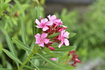 close-up small flowers
