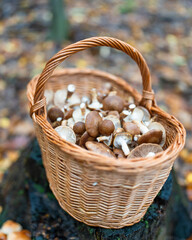 mushrooms in a basket